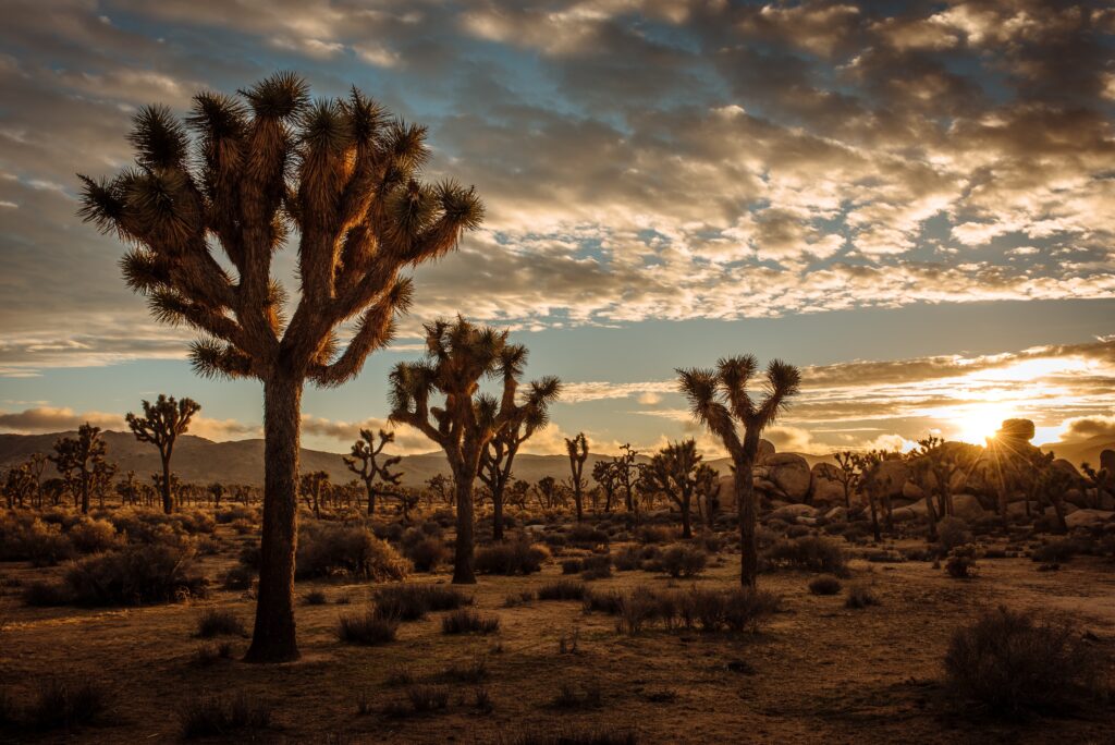 Joshua Trees in the desert. 