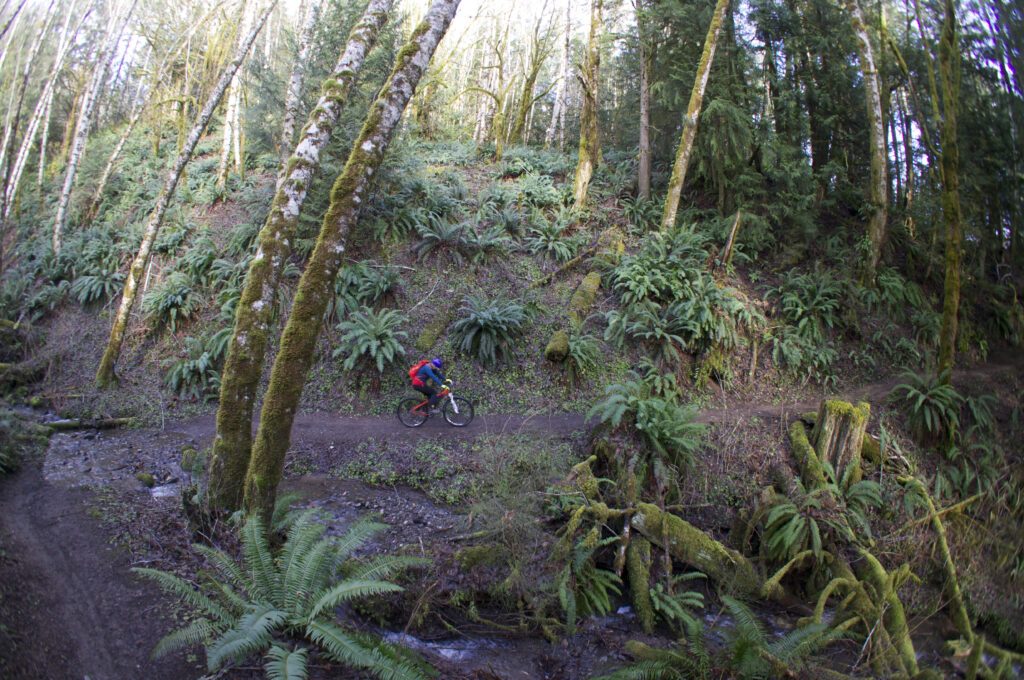 Rainforest singletrack mountain biking