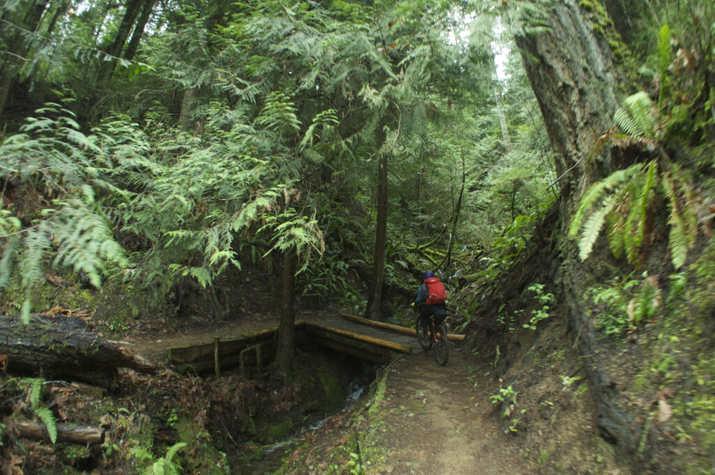 Lush single track biking in Washington