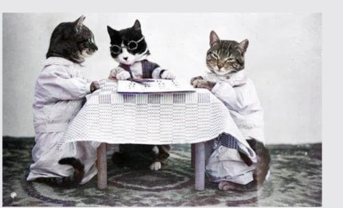 three kittens sit at a miniature table 